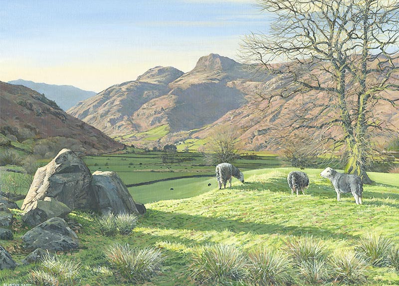 Herdwicks in Great Langdale - Oil