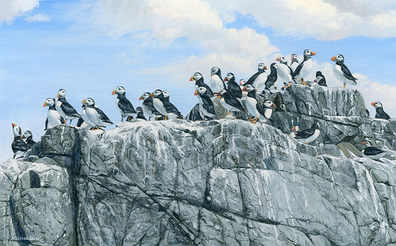 Farne Island Puffins